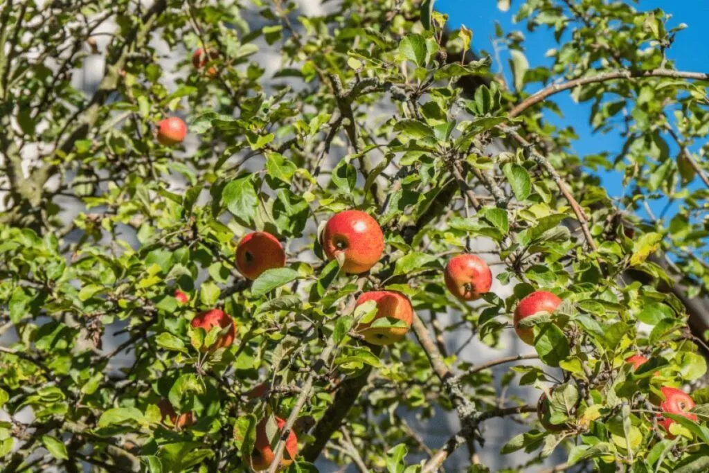 Cleverer Gartenbau: Wenn Wissenschaft und Kunst zusammenfinden