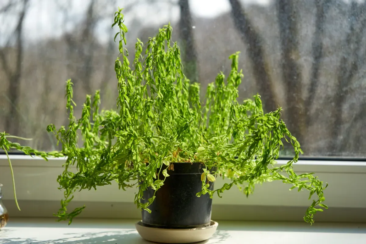 Der ultimative Ratgeber: Rosmarin zuhause anbauen