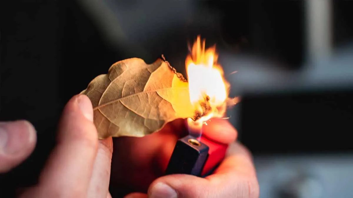 Die überraschenden Vorteile des Verbrennens von Lorbeerblättern