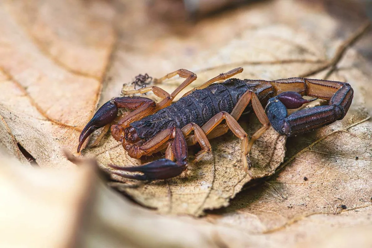 Skorpione im Garten: Wenn Pflanzen zur Versteckmöglichkeit werden und wie man das vermeidet