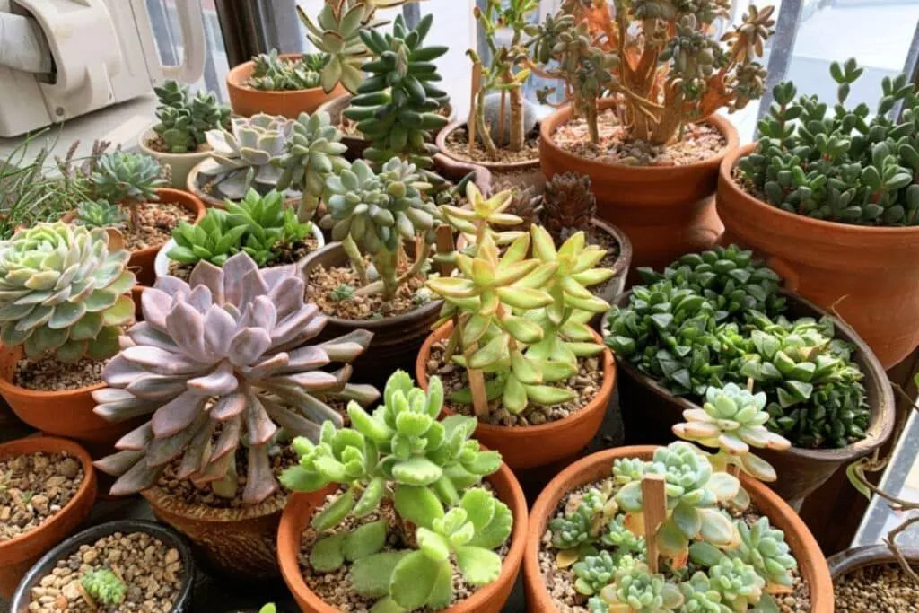 Die Kunst der Sukkulentenvermehrung – ein praktischer Guide für Hobbygärtner